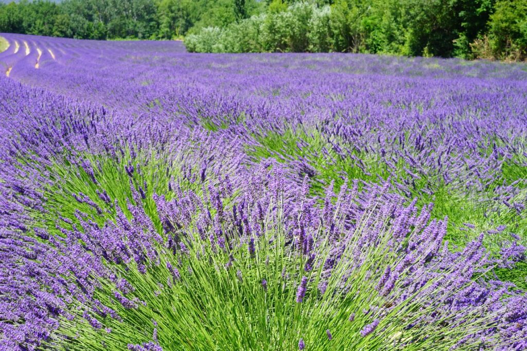 jardines de lavanda